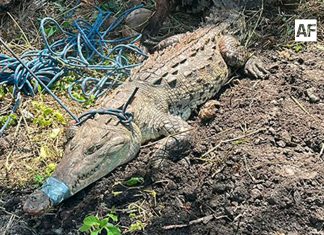 Elementos de Protección Civil de Armería rescatan cocodrilo de aproximadamente 110 kilos en Cuyutlán