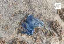 Alerta en playas de Colima por presencia de fragata portuguesa y medusas