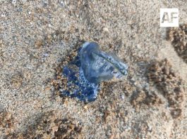 Alerta en playas de Colima por presencia de fragata portuguesa y medusas