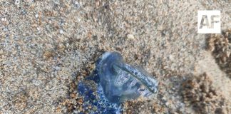 Alerta en playas de Colima por presencia de fragata portuguesa y medusas