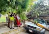 Dos personas lesionadas tras caída de árbol en Villa de Álvarez