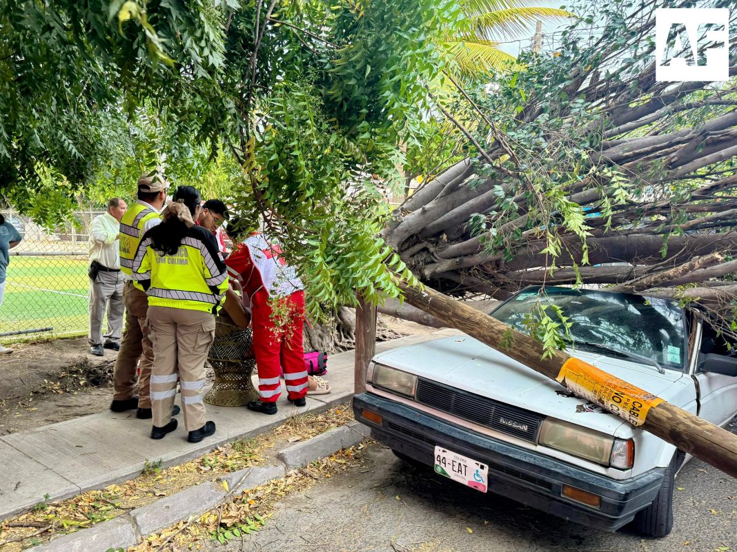 lesionados caida arbol cruz roja villa_5