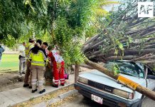 Dos personas lesionadas tras caída de árbol en Villa de Álvarez