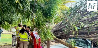 Dos personas lesionadas tras caída de árbol en Villa de Álvarez