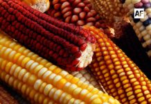 Destacan importancia de los cereales en la alimentación mundial en el marco del Día Mundial de los Cereales