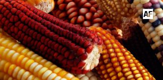 Destacan importancia de los cereales en la alimentación mundial en el marco del Día Mundial de los Cereales