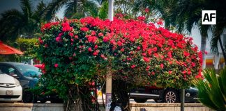 Sombra roja en la espera