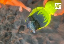 Alerta en playas de Colima por presencia de fragata portuguesa