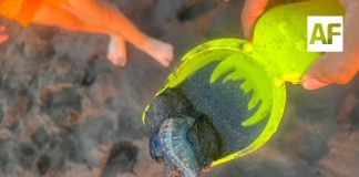 Alerta en playas de Colima por presencia de fragata portuguesa