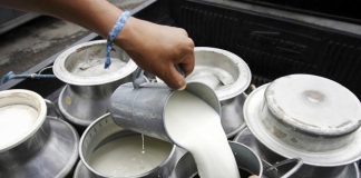 Gobierno del Estado de Colima fortalece acciones para prevenir casos de brucelosis