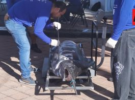 Con gran participación concluye la primera jornada del LXIX Torneo Nacional de Pesca en Manzanillo