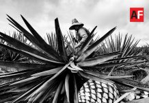 Senado aprobó celebrar el 24 de Julio como día nacional del Tequila en México