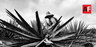 Senado aprobó celebrar el 24 de Julio como día nacional del Tequila en México