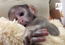 Llegó nuevo integrante al Zoologico Guadalajara al nacer Yuji, el Mono Patas