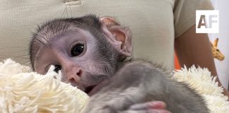 Llegó nuevo integrante al Zoologico Guadalajara al nacer Yuji, el Mono Patas