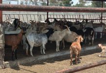 Desarrolla UdeC proyecto para mejorar valor nutricional e inocuidad en leche de cabra