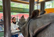 Zoológico Guadalajara es una de las mejores opciones en estas vacaciones
