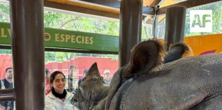 Zoológico Guadalajara es una de las mejores opciones en estas vacaciones
