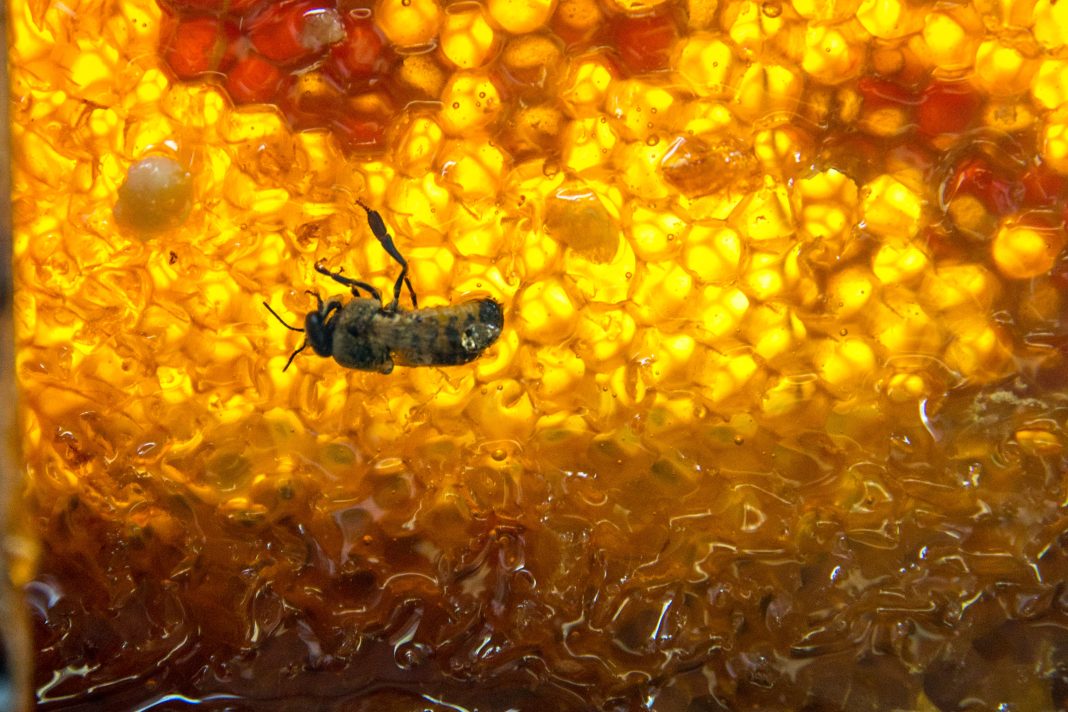 abejas miel 01