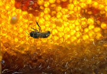 Crean en México Red de Investigación en Apicultura y Meliponicultura para fortalecer la producción y proteger a las abejas