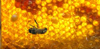 Crean en México Red de Investigación en Apicultura y Meliponicultura para fortalecer la producción y proteger a las abejas