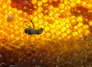 Crean en México Red de Investigación en Apicultura y Meliponicultura para fortalecer la producción y proteger a las abejas