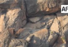 La Conanp da a conocer el hallazgo de un nido de águila real en el APFF Ocampo, en Coahuila