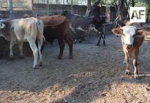 Gobierno del Estado de Colima exhorta a ganaderos a no bajar la guardia respecto al Gusano Barrenador del Ganado