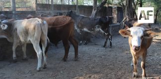 Gobierno del Estado de Colima exhorta a ganaderos a no bajar la guardia respecto al Gusano Barrenador del Ganado