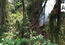 Imades Colima pide prevenir incendios forestales en estiaje; 90% son provocados por actividad humana