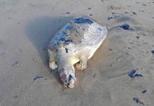 Inician investigación por derrame en el Golfo de México; separan a tres funcionarios de Pemex