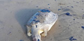 Inician investigación por derrame en el Golfo de México; separan a tres funcionarios de Pemex