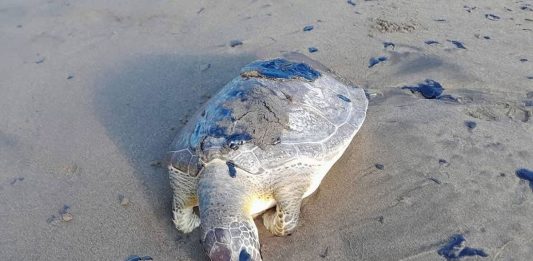 Inician investigación por derrame en el Golfo de México; separan a tres funcionarios de Pemex