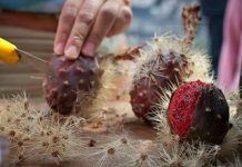 Temporada de pitayas