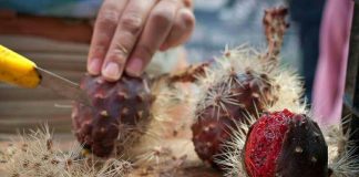 Temporada de pitayas