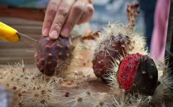 Temporada de pitayas