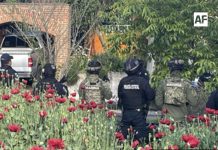 Marina localiza plantío de presunta amapola en Puebla; aseguran 400 plantas