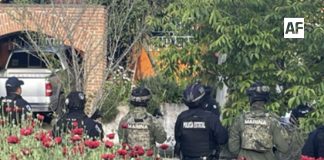 Marina localiza plantío de presunta amapola en Puebla; aseguran 400 plantas