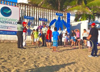 Guardia Nacional libera 100 tortugas marinas en Colima durante operativo de Semana Santa