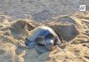 Tortuga sorprende al desovar en playa Miramar Peñitas, en Manzanillo