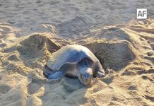 Tortuga sorprende al desovar en playa Miramar Peñitas, en Manzanillo
