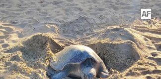 Tortuga sorprende al desovar en playa Miramar Peñitas, en Manzanillo