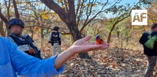 Profepa rescata 99 aves silvestres en un mercado de Guadalajara