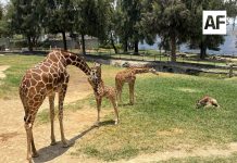 Nacen tres jirafas en el Zoológico Guadalajara