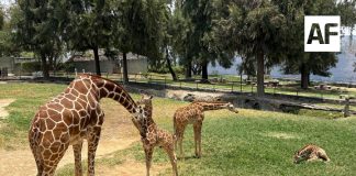 Nacen tres jirafas en el Zoológico Guadalajara