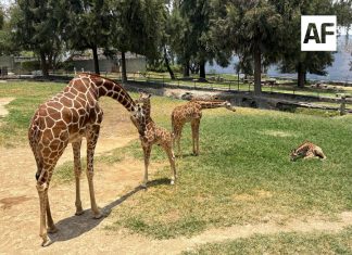 Nacen tres jirafas en el Zoológico Guadalajara
