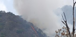 Brigadas mantienen atención activa a incendios forestales en el estado de Colima