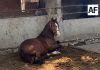 FGE investiga caso de maltrato animal en Cuauhtémoc; caballo ya recibe atención veterinaria