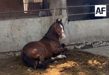 FGE investiga caso de maltrato animal en Cuauhtémoc; caballo ya recibe atención veterinaria