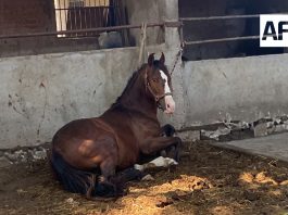 FGE investiga caso de maltrato animal en Cuauhtémoc; caballo ya recibe atención veterinaria